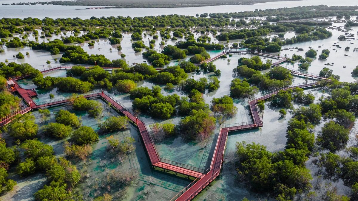 Мангровый заповедник в Абу-Даби